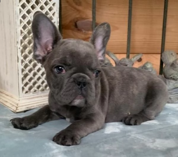 cuccioli di bulldog francese