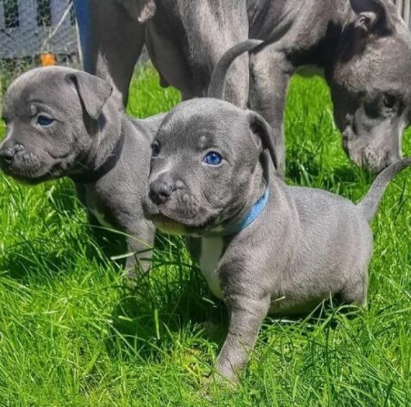 cuccioli di staffordshire bull terrier