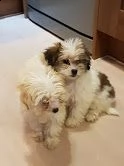 disponibili bellissimi cuccioli havanese