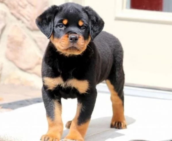 splendidi cuccioli di rottweiler