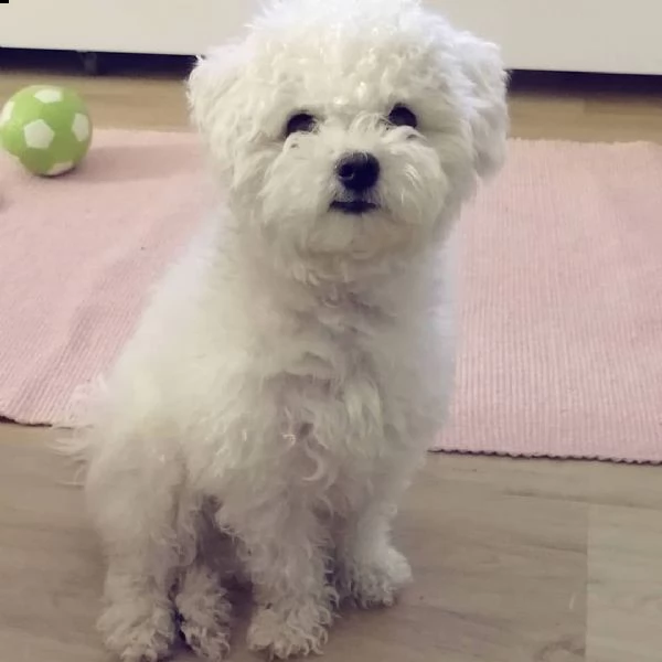 disponibili bellissimi cuccioli di bichon frise