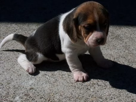 abbiamo disponibili cuccioli di beagle maschi e femmine