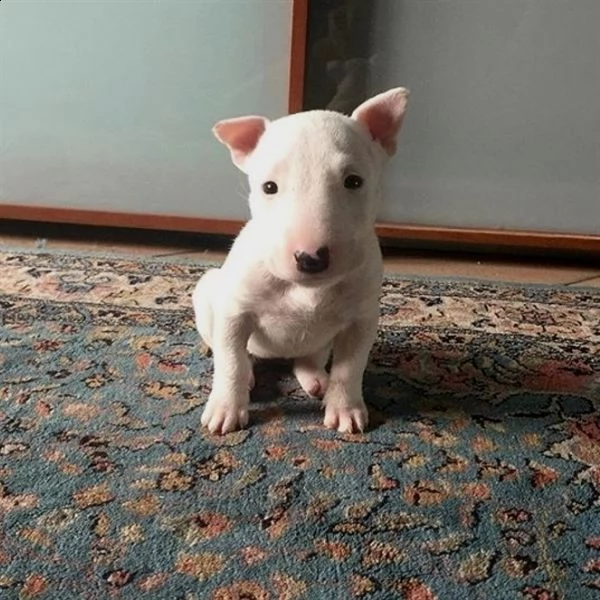 sono disponibili graziosi cuccioli di bull terrier