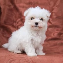 affascinanti cuccioli maltesi