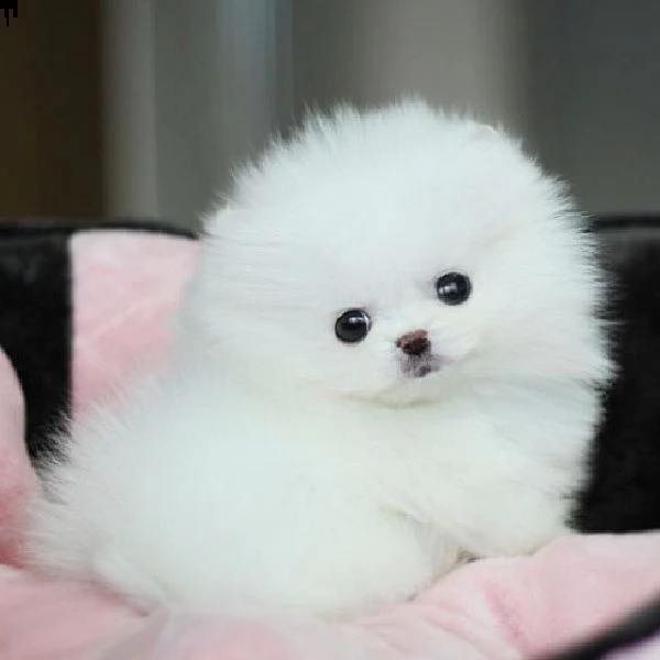 adorabile cucciolo di pomerania.