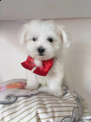 cuccioli di maltese toy