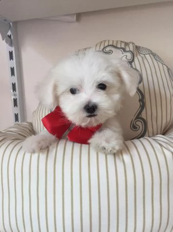 cuccioli di maltese toy | Foto 0