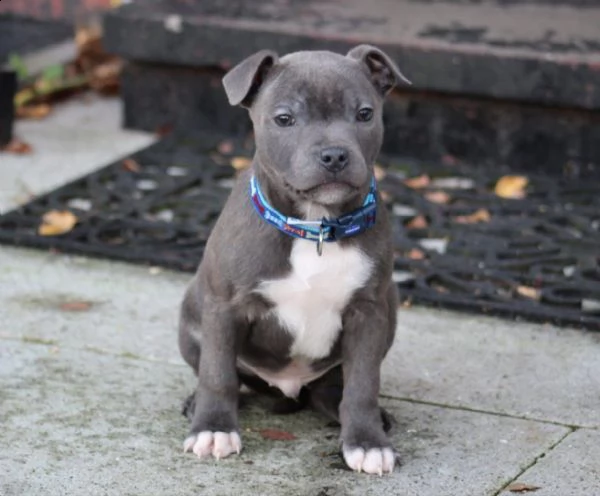 maschio e femmina di amstaff