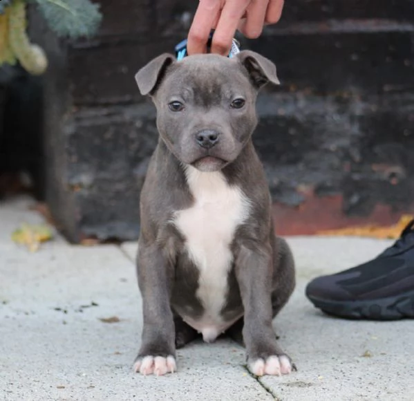 maschio e femmina di amstaff | Foto 0