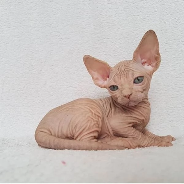 gatto sphynx