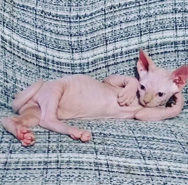 gatto sphynx | Foto 1