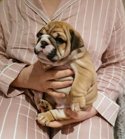 cuccioli di bulldog inglese disponibili 