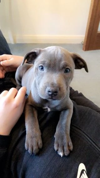 disponibili ultimi cuccioli amstaff blue