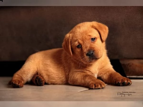 cucciolo di labrador fox red