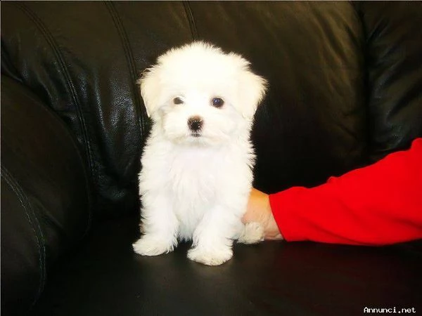 vendita cucciolo cuccioli maltese