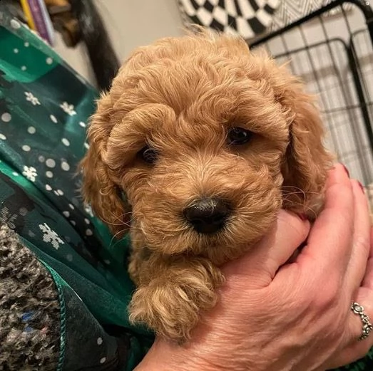 bellissimo cucciolo di barboncino in adozione, contattatemi per maggiori dettagli,