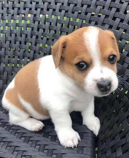 cuccioli addestrati di jack russell pronti