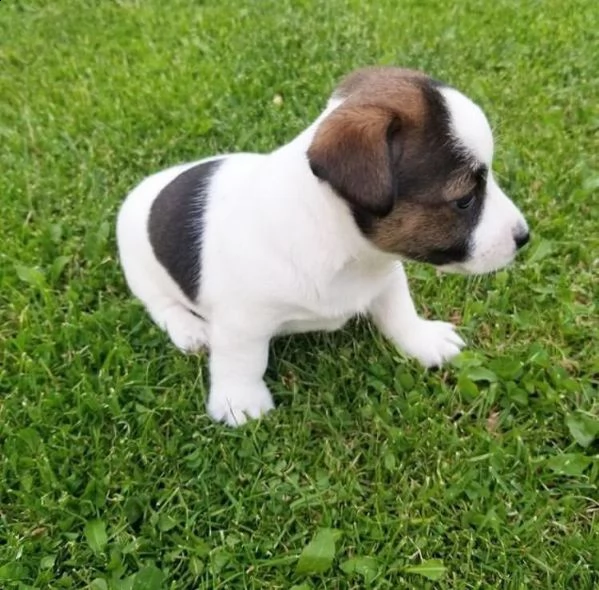 cuccioli addestrati di jack russell pronti | Foto 0