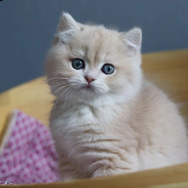 british shorthair | Foto 1