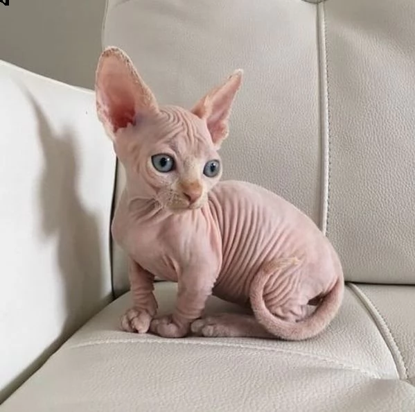 gatto sphynx