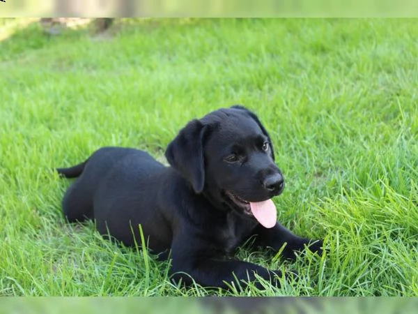 cuccioli di labrador con pedigree