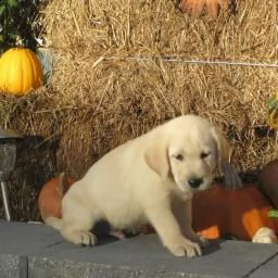 perso un cane a fabriano