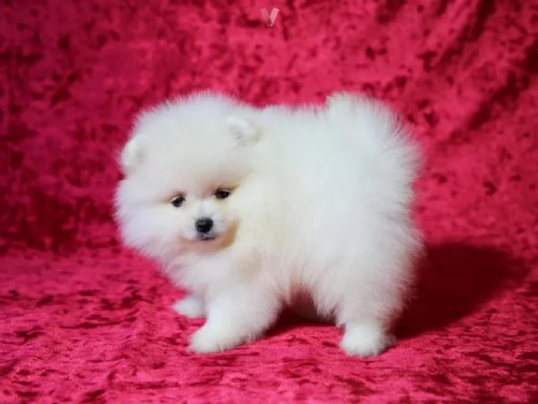 vendita cuccioli di pomerania