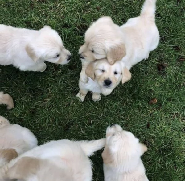 amanti dei cuccioli qui 