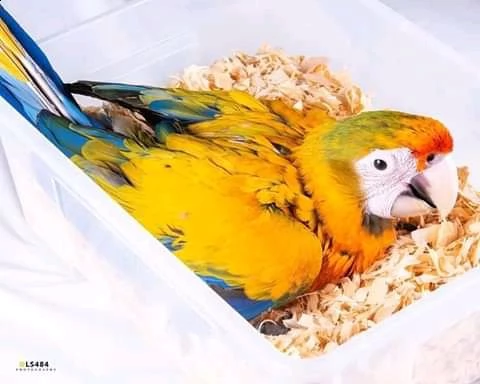 adorabile macaw vaccinato verme e avere documenti