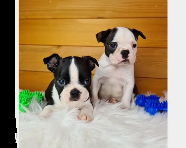 cuccioli boston terrier disponibili