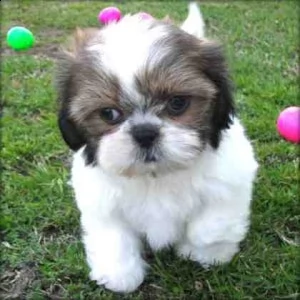 bellissimi cuccioli di shih tzu maschi e femmine in vendita.