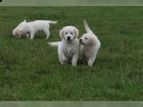 golden retriever