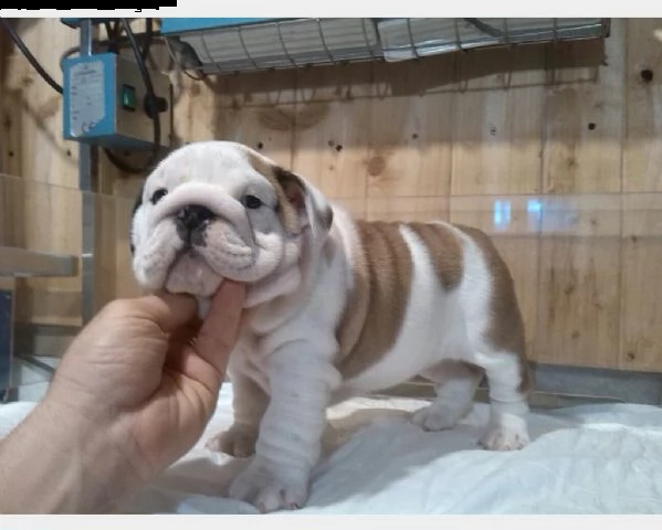 bulldog inglese con pedegree