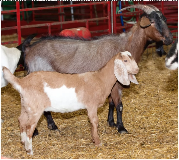 vendita becco - camosciata delle alpi