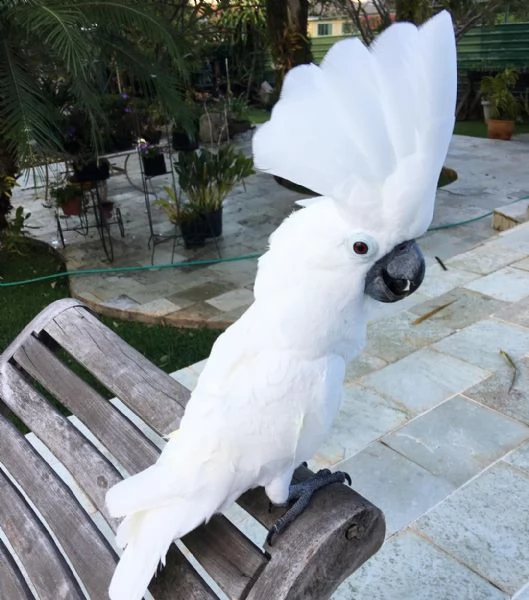 lovely cockatoo  