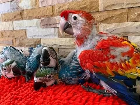 macaw 6 mesi vaccinato a mano tam pronto solo per la cura e la bella famiglia