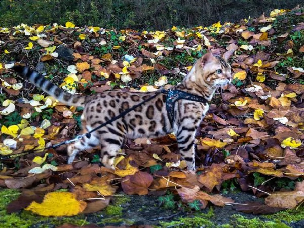 bengala gattini cuccioli genealogia top