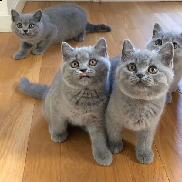 british shorthair