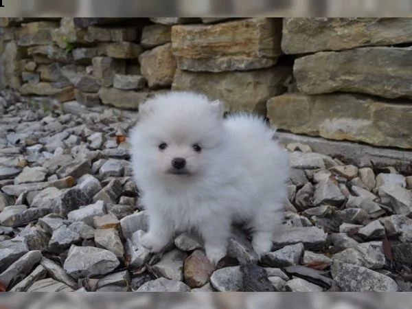 simpatici e adorabili cuccioli di pomerania sia m