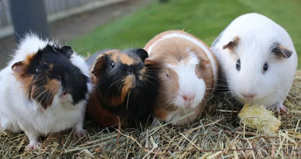 cavia americana (porcellino d'india)