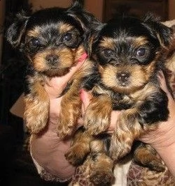 cuccioli yorkie teacup