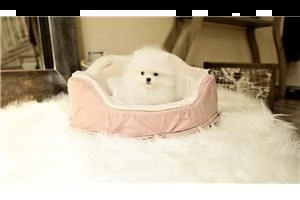 fantastici pomerania cuccioli gratuitamente