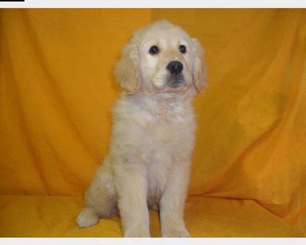 cucciolo di golden retriever maschio e femmina crema , pelo lungo in vendita da negozio