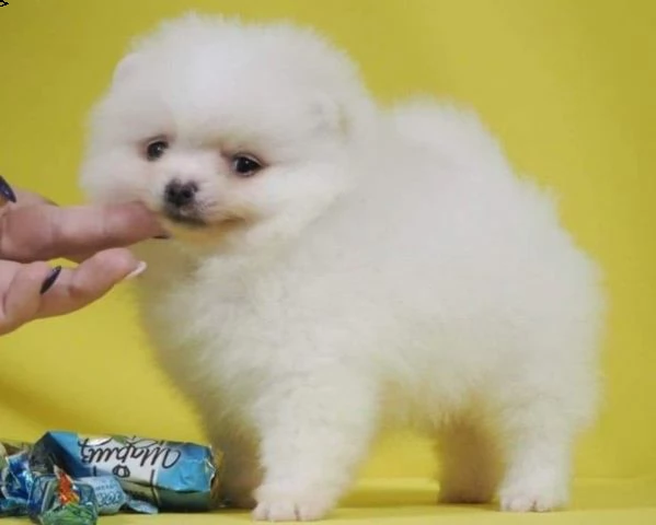 cucciolo di volpino pomerania nano toy maschio e femmina , pelo lungo , mantello mantello doppio (do