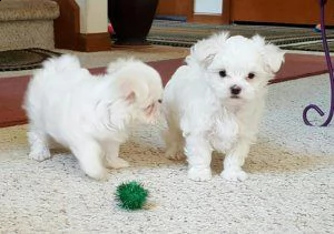 cucciolo di maltese maschio e femmina in vendita da negozio