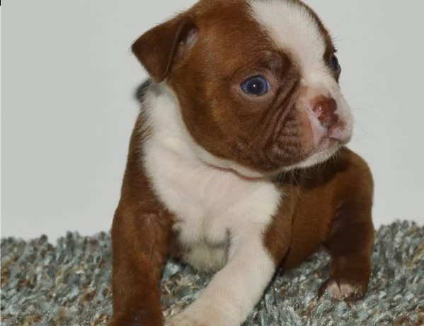 cuccioli di boston terrier