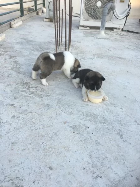 regalo cuccioli akita