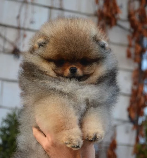 regalo  volpino pomerania mini toy | Foto 1