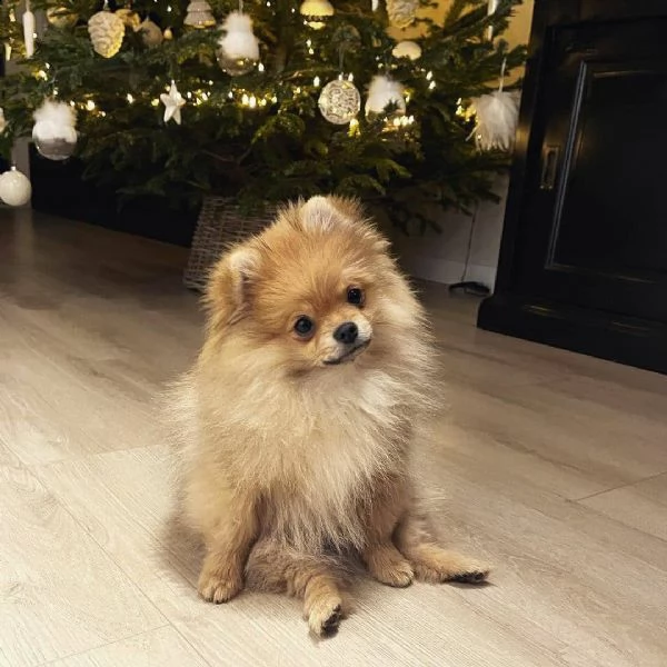 regalo  volpino pomerania mini toy