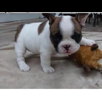 email : ameliajefferson80[at]gmail[.com] bulldog francese cuccioli da allevamento italiano veramente bell